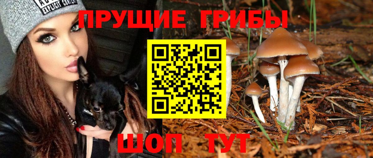 Псилоцибиновые грибы ЛСД  где найти   Шуя  Вход с VPN  Галлюциногенные грибы Psilocybine cubensis 